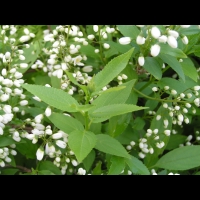 Deutzia gracilis (fam Hydrangeacees) (Japon, Chine) (5)